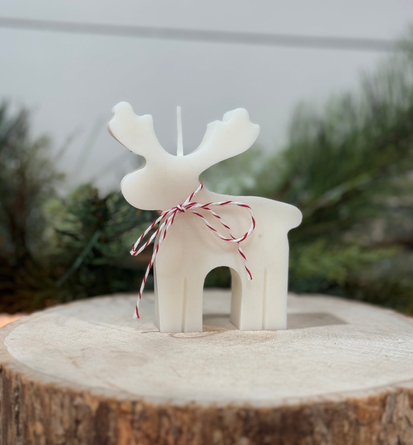 Reindeer/Moose