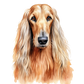 Dog Label Candle