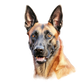 Dog Label Candle