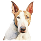 Dog Label Candle