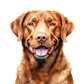 Dog Label Candle
