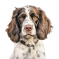 Dog Label Candle