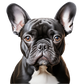 Dog Label Candle