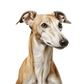 Dog Label Candle