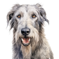 Dog Label Candle