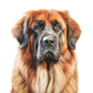 Dog Label Candle