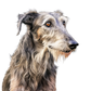 Dog Label Candle